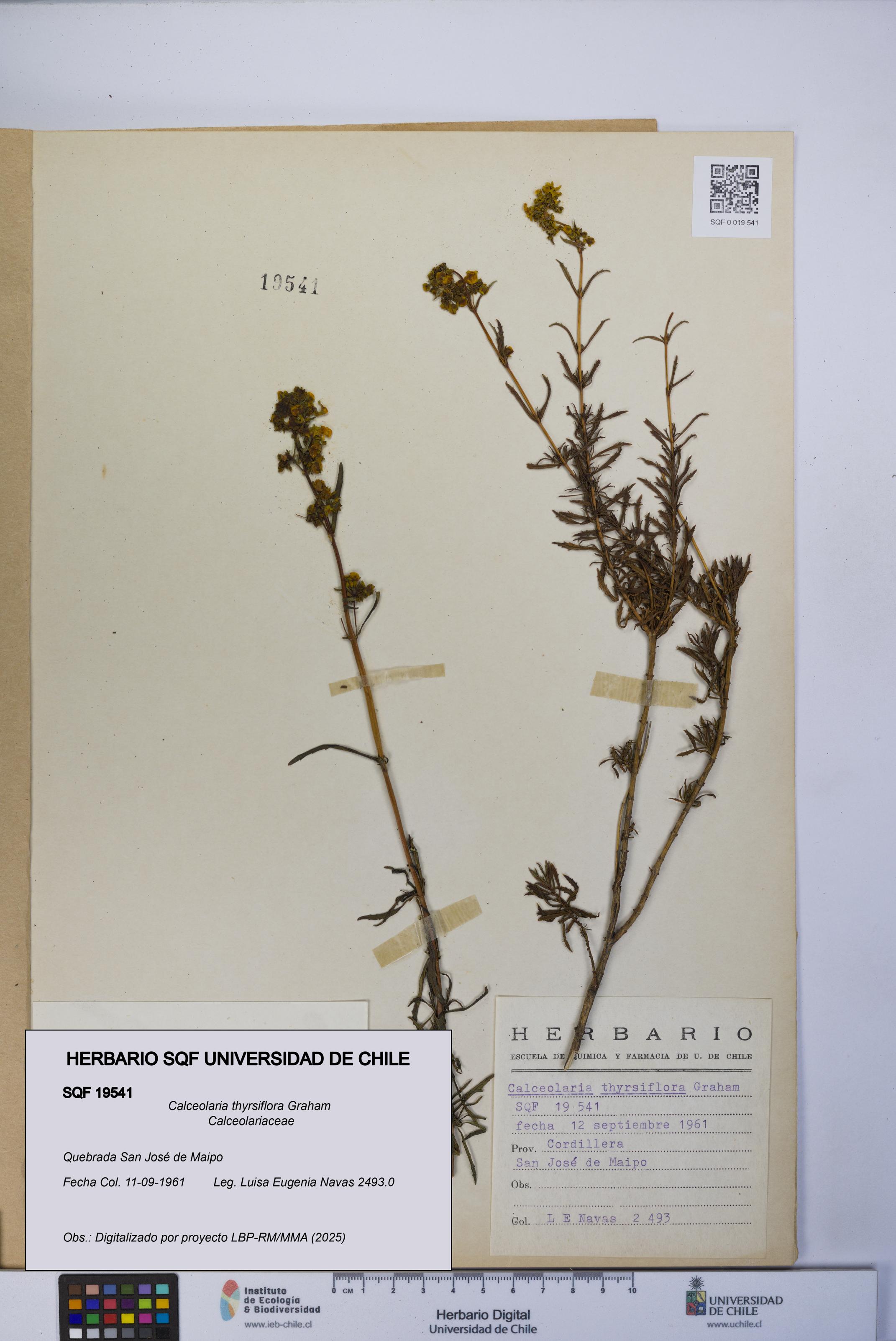 Calceolaria thyrsiflora [Espécimen: UCH:SQF:0019541]