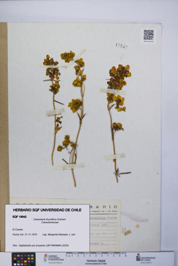 Calceolaria thyrsiflora [Espécimen: UCH:SQF:0019542]