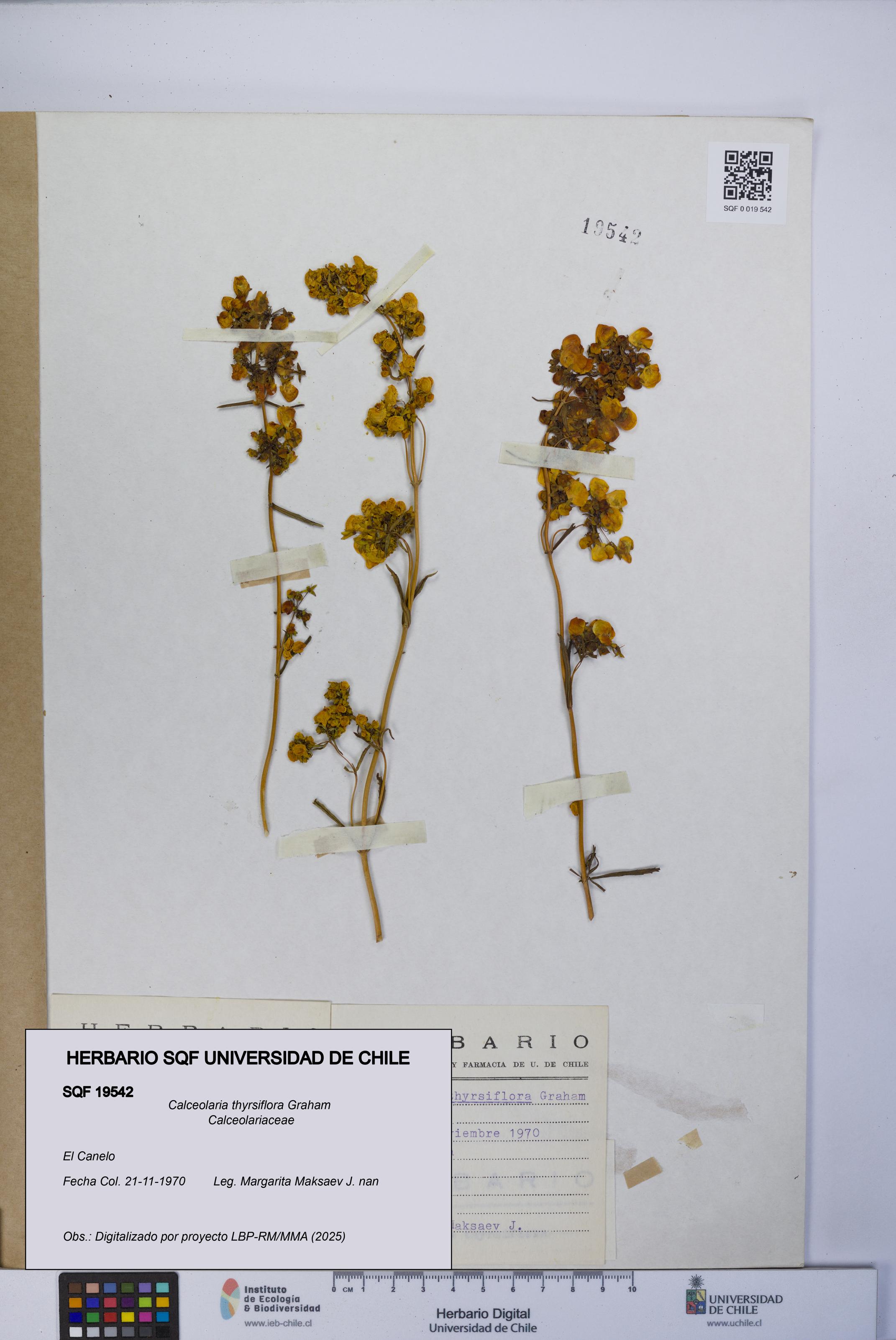Calceolaria thyrsiflora [Espécimen: UCH:SQF:0019542]