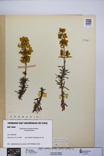 Calceolaria thyrsiflora [Espécimen: UCH:SQF:0019543]