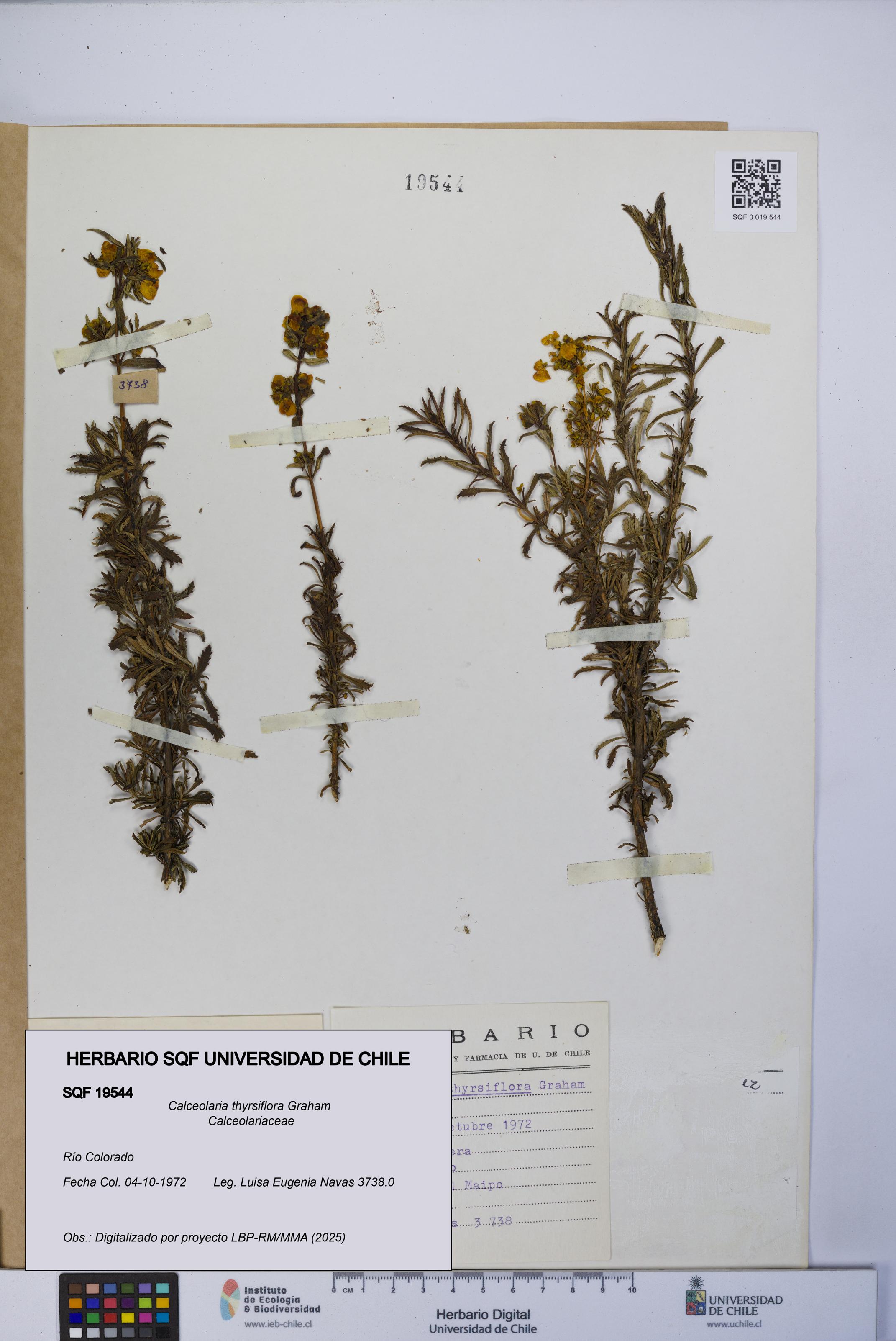 Calceolaria thyrsiflora [Espécimen: UCH:SQF:0019544]