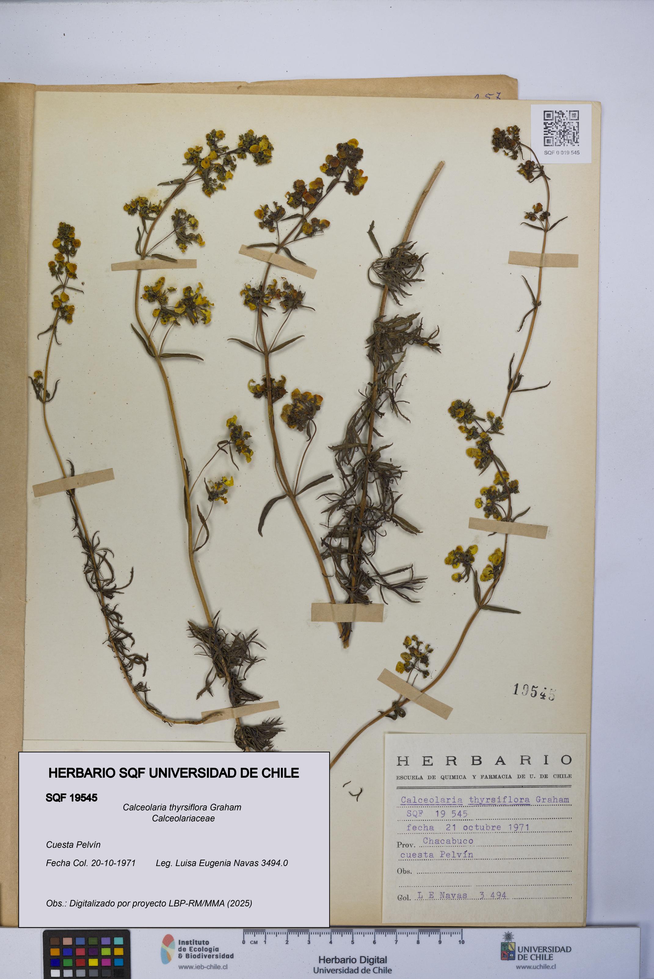 Calceolaria thyrsiflora [Espécimen: UCH:SQF:0019545]