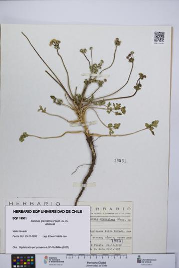 Sanicula graveolens [Espécimen: UCH:SQF:0019551]