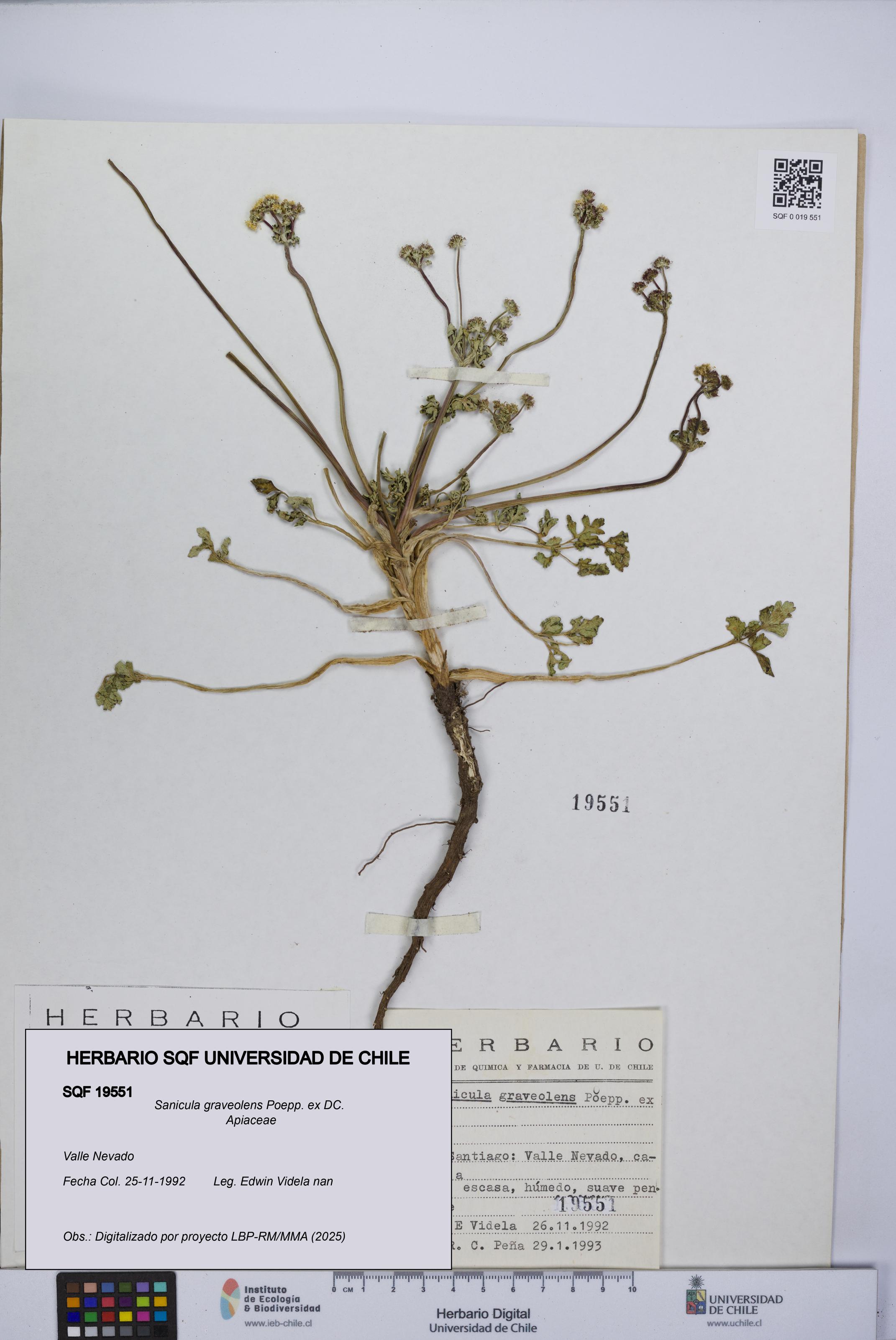 Sanicula graveolens [Espécimen: UCH:SQF:0019551]