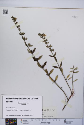 Teucrium bicolor [Espécimen: UCH:SQF:0019556]