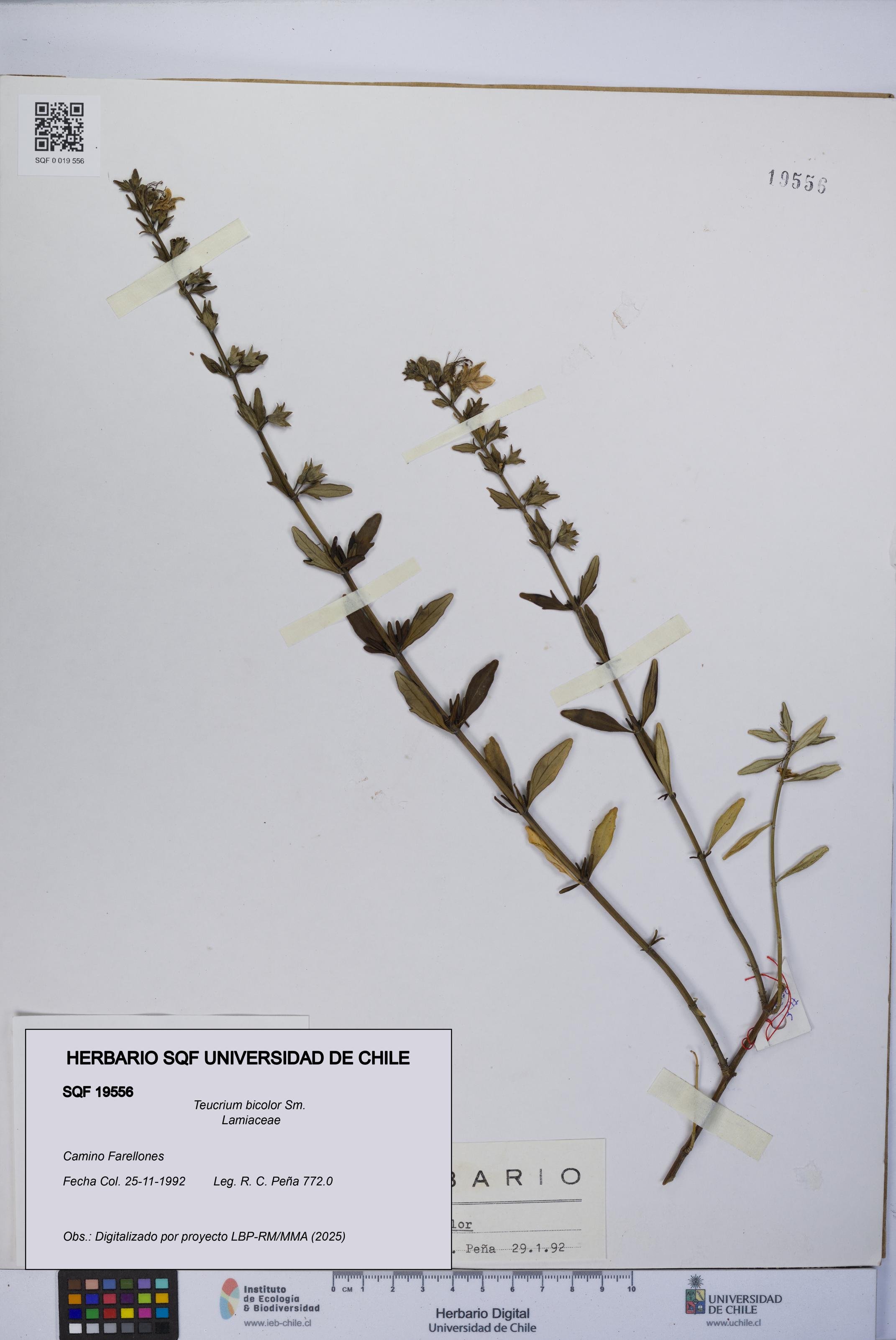 Teucrium bicolor [Espécimen: UCH:SQF:0019556]