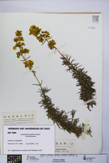 Calceolaria thyrsiflora [Espécimen: UCH:SQF:0019559]