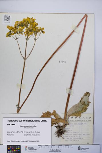 Calceolaria petioalaris [Espécimen: UCH:SQF:0019560]