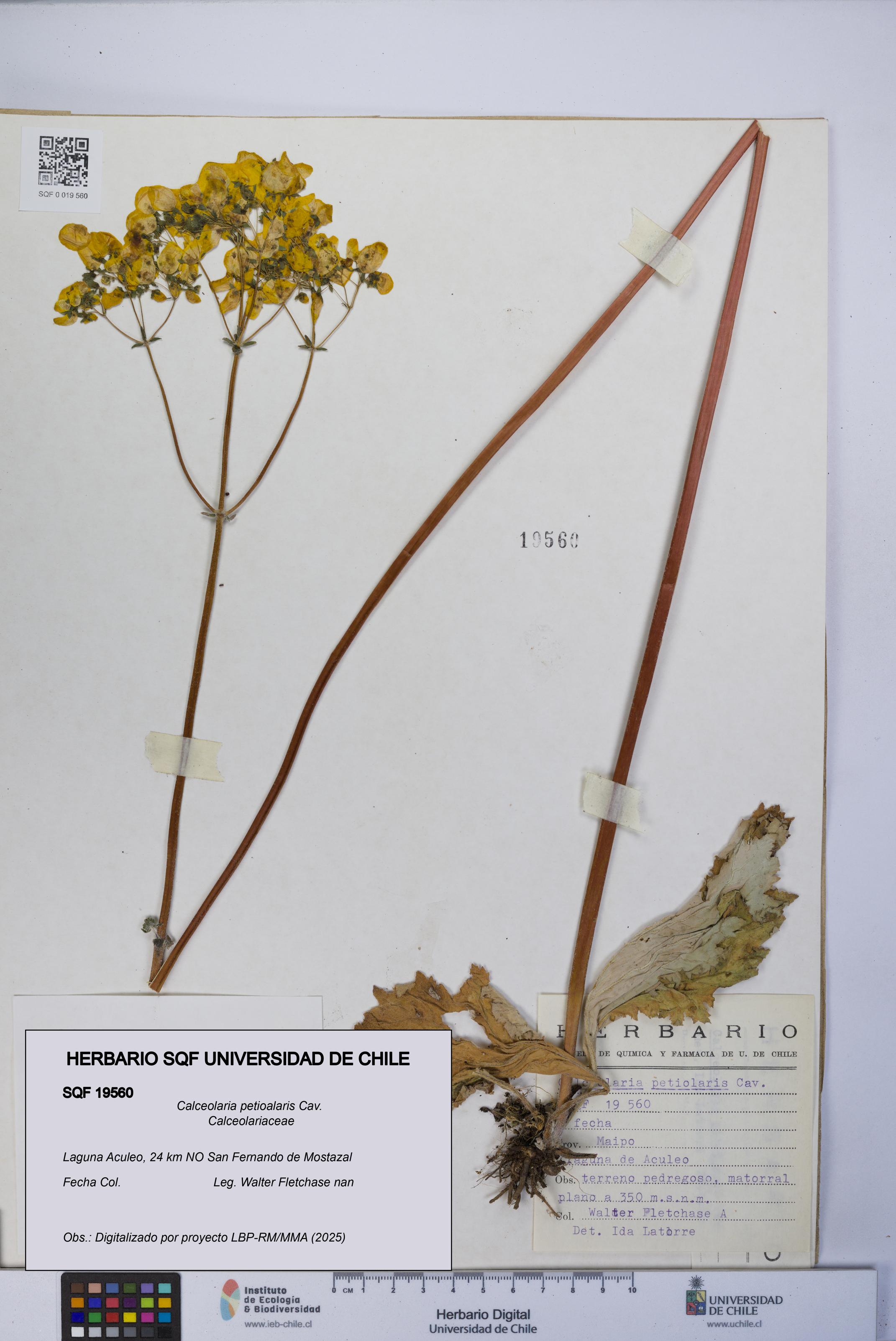 Calceolaria petioalaris [Espécimen: UCH:SQF:0019560]
