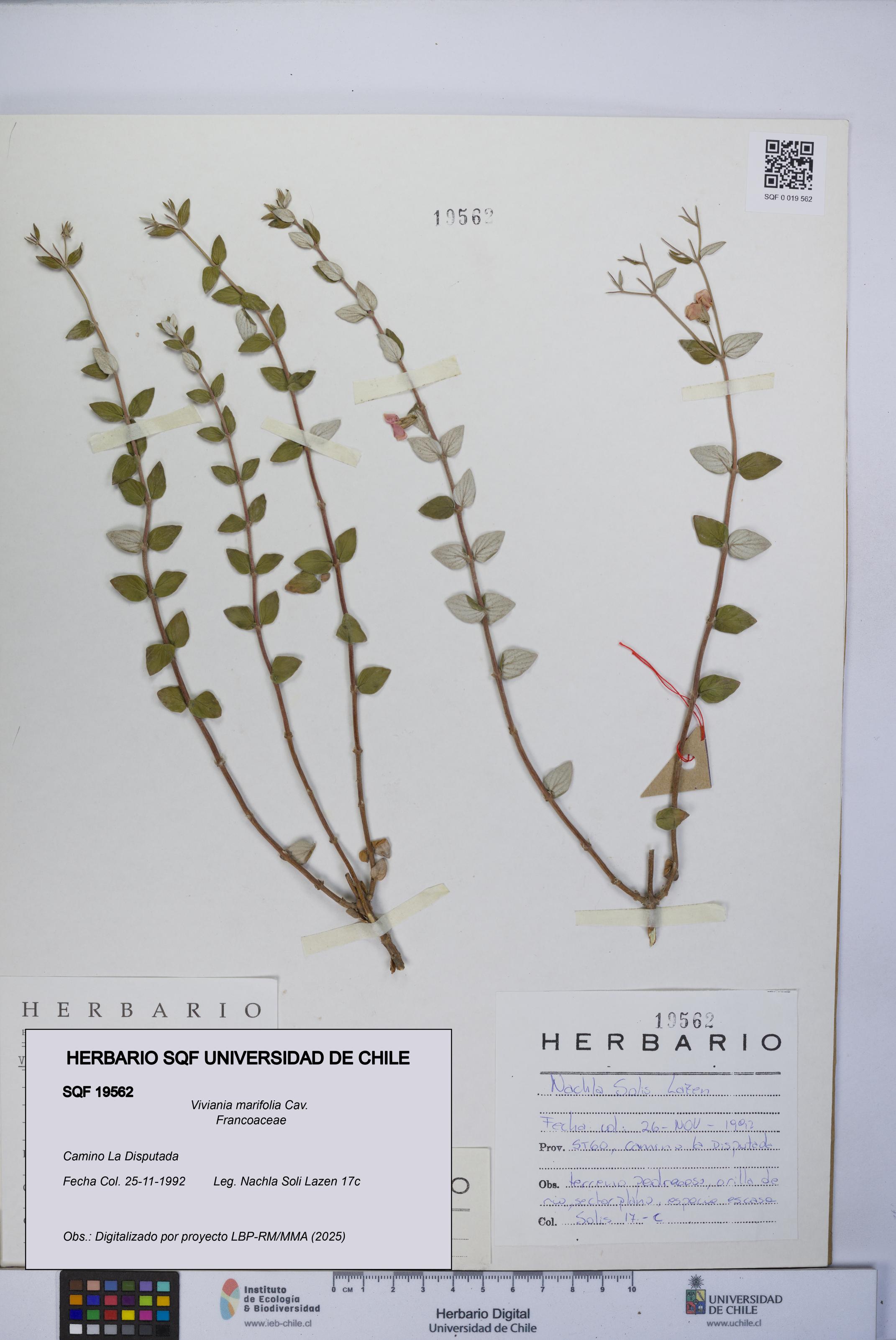 Viviania marifolia [Espécimen: UCH:SQF:0019562]