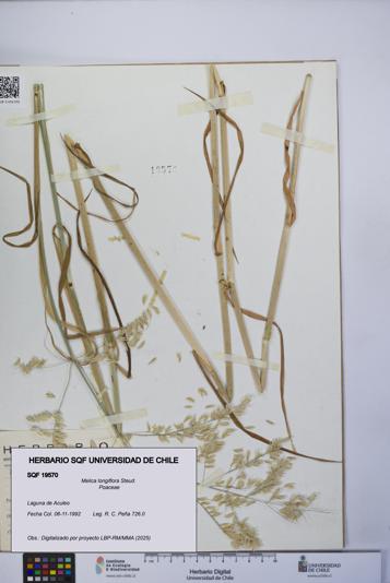 Melica longiflora [Espécimen: UCH:SQF:0019570]