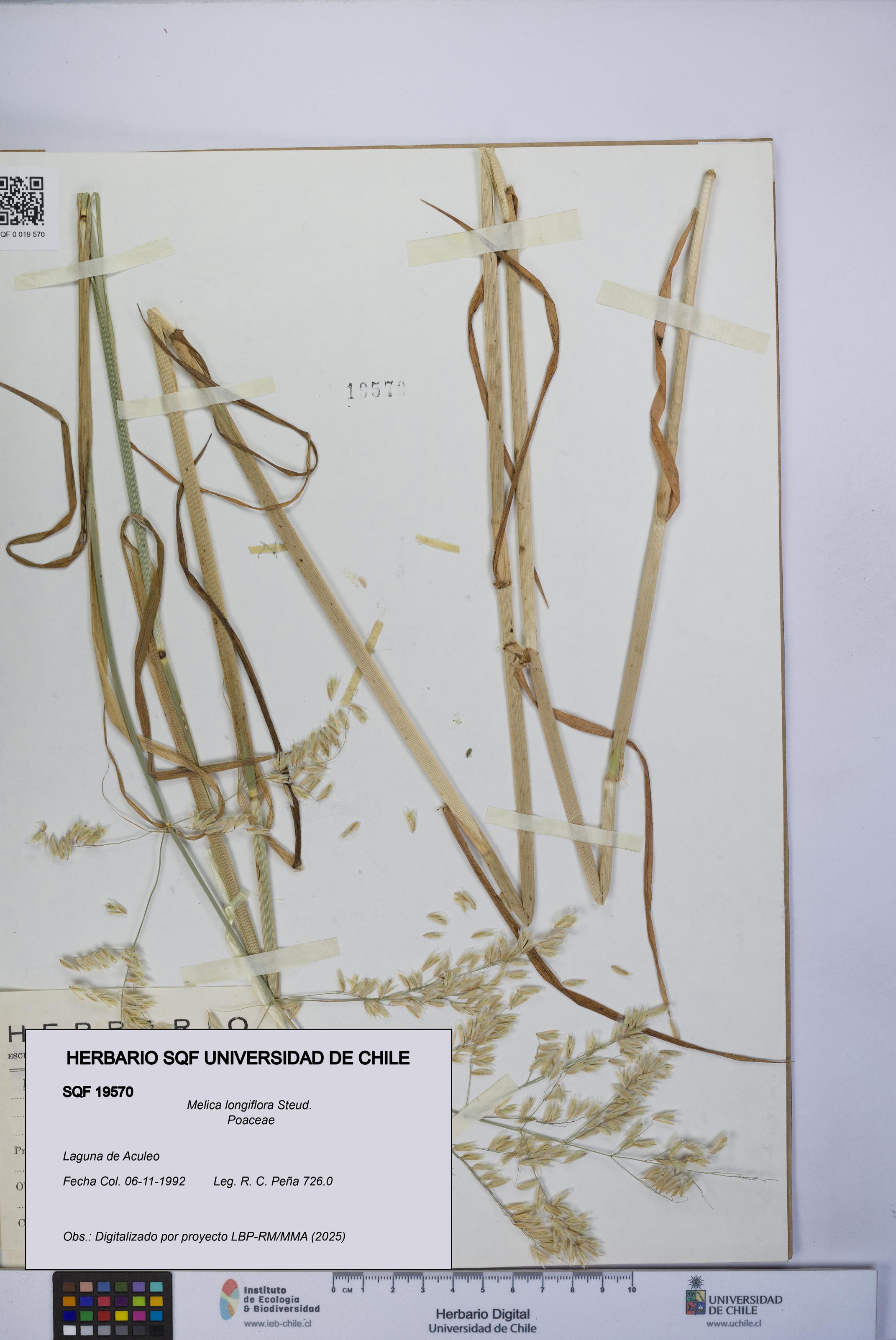 Melica longiflora [Espécimen: UCH:SQF:0019570]