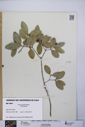 Peumus boldus [Espécimen: UCH:SQF:0019573]