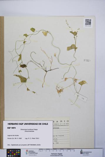 Dioscorea humifusa [Espécimen: UCH:SQF:0019574]