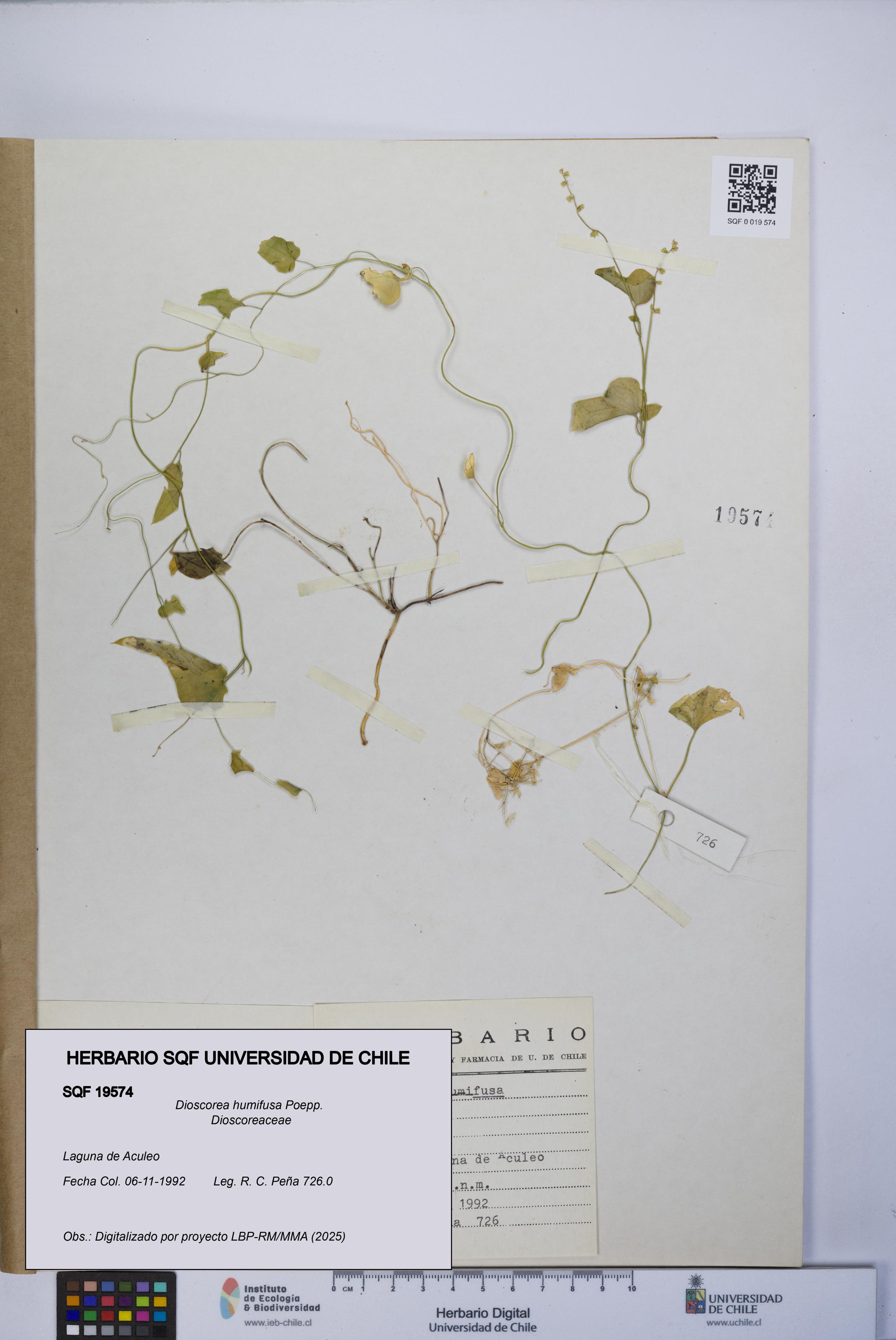 Dioscorea humifusa [Espécimen: UCH:SQF:0019574]