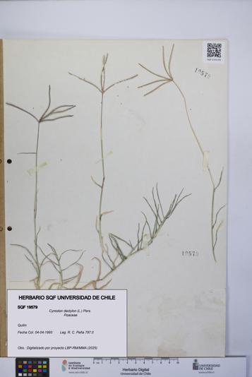 Cynodon dactylon [Espécimen: UCH:SQF:0019579]