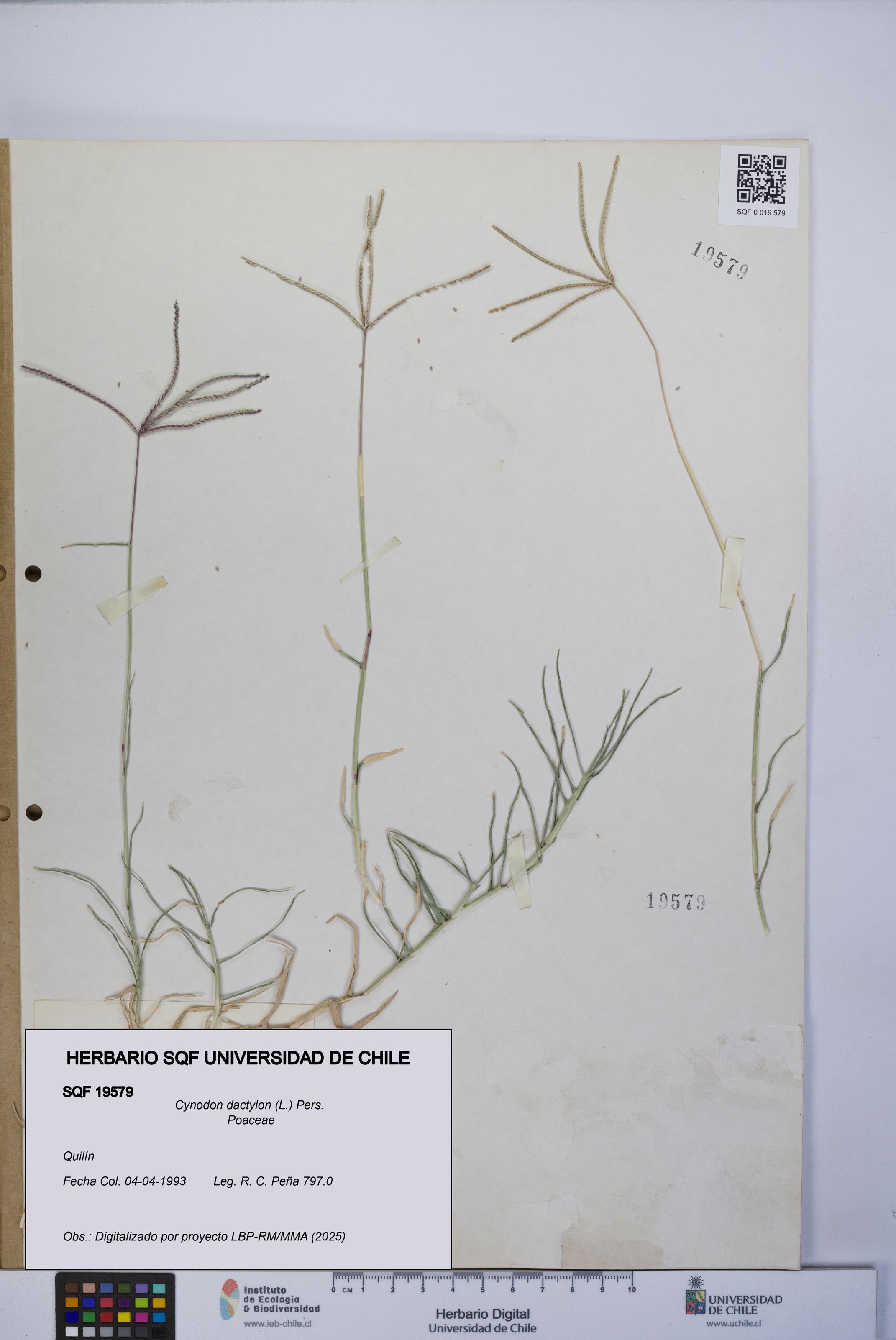 Cynodon dactylon [Espécimen: UCH:SQF:0019579]