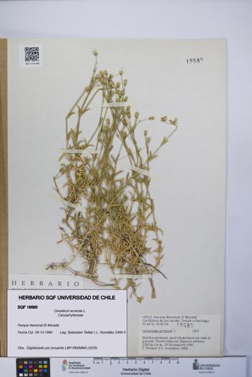 Cerastium arvense [Espécimen: UCH:SQF:0019585]