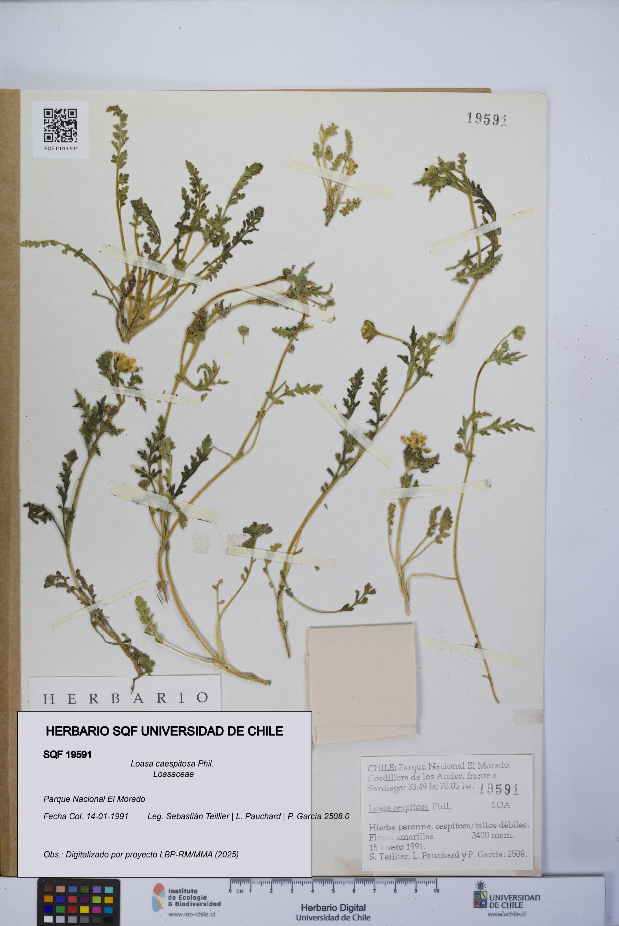 Loasa caespitosa [Espécimen: UCH:SQF:0019591]