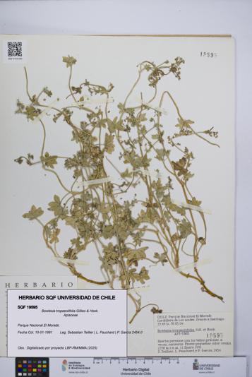 Bowlesia tropaeolifolia [Espécimen: UCH:SQF:0019595]