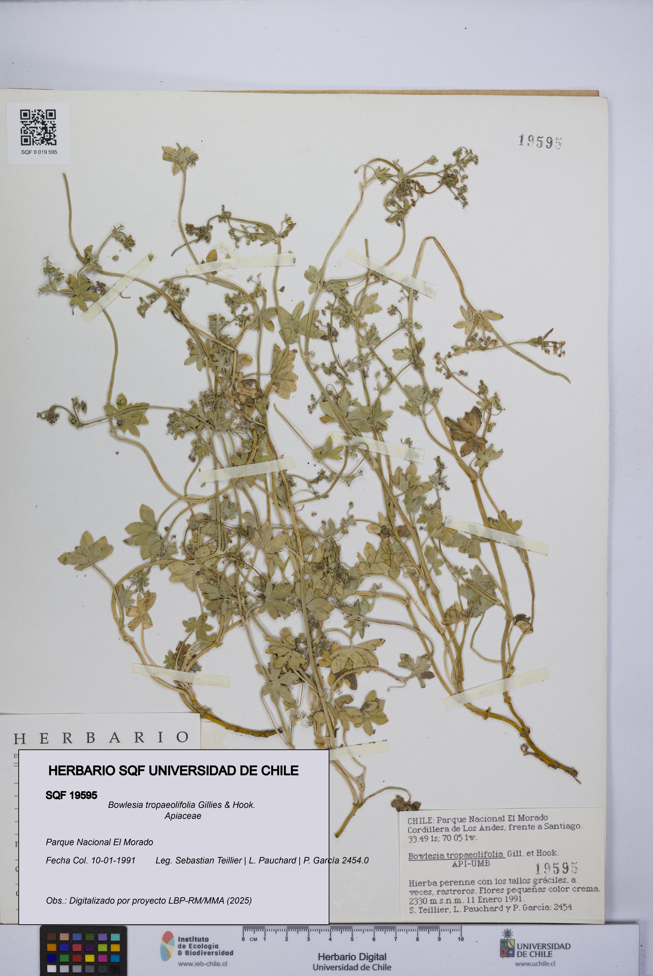 Bowlesia tropaeolifolia [Espécimen: UCH:SQF:0019595]