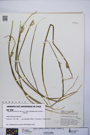 Olsynium junceum subsp. junceum [Espécimen: UCH:SQF:0019599]