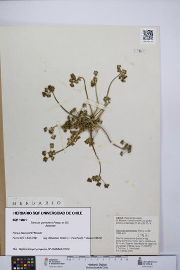 Sanicula graveolens [Espécimen: UCH:SQF:0019601]