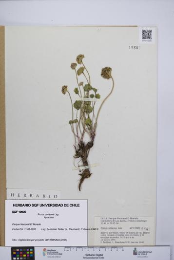 Pozoa coriacea [Espécimen: UCH:SQF:0019605]