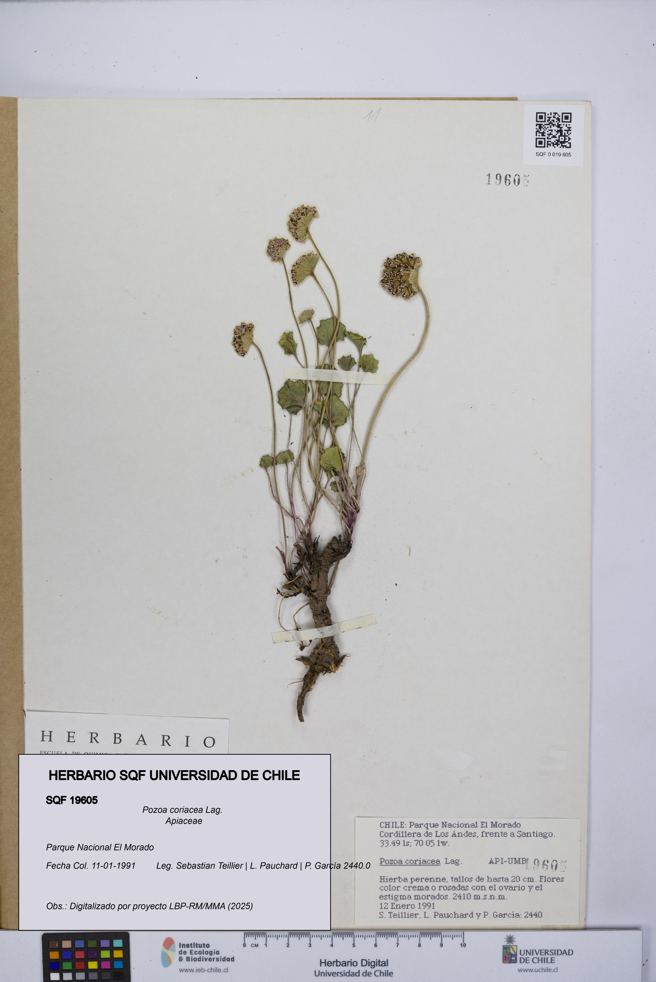 Pozoa coriacea [Espécimen: UCH:SQF:0019605]