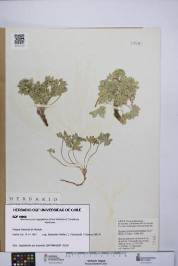 Homalocarpus nigripetalus [Espécimen: UCH:SQF:0019608]