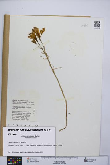 Alstroemeria pallida [Espécimen: UCH:SQF:0019609]