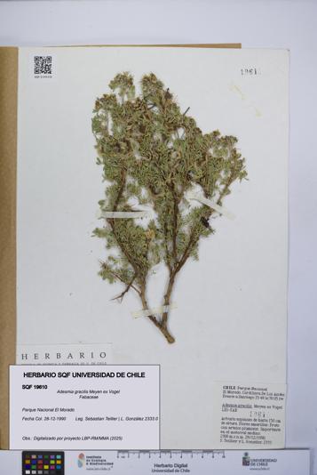 Adesmia gracilis [Espécimen: UCH:SQF:0019610]