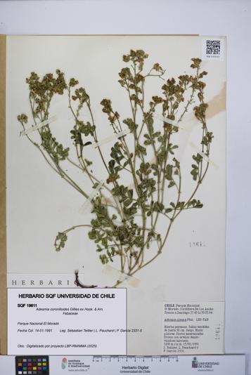 Adesmia coronilloides [Espécimen: UCH:SQF:0019611]