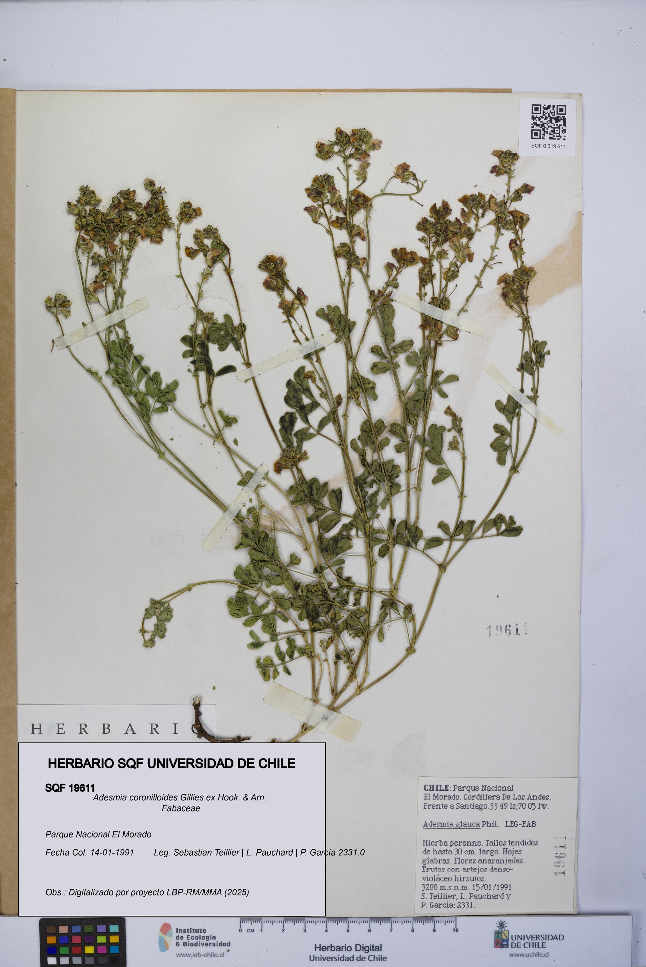 Adesmia coronilloides [Espécimen: UCH:SQF:0019611]