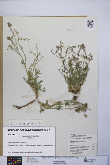 Adesmia arachnipes [Espécimen: UCH:SQF:0019612]