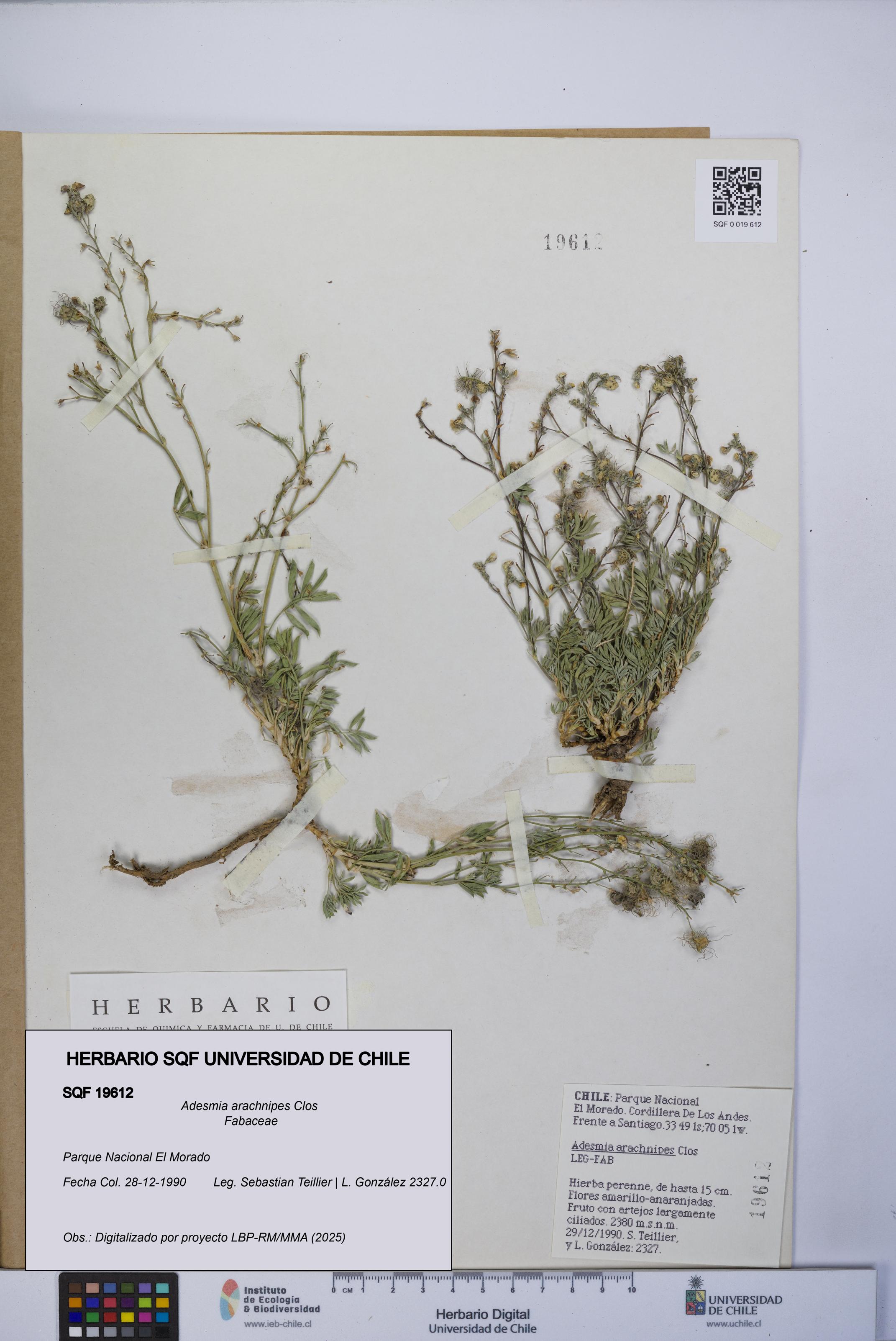 Adesmia arachnipes [Espécimen: UCH:SQF:0019612]