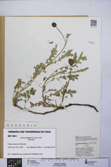 Acaena magellanica [Espécimen: UCH:SQF:0019613]