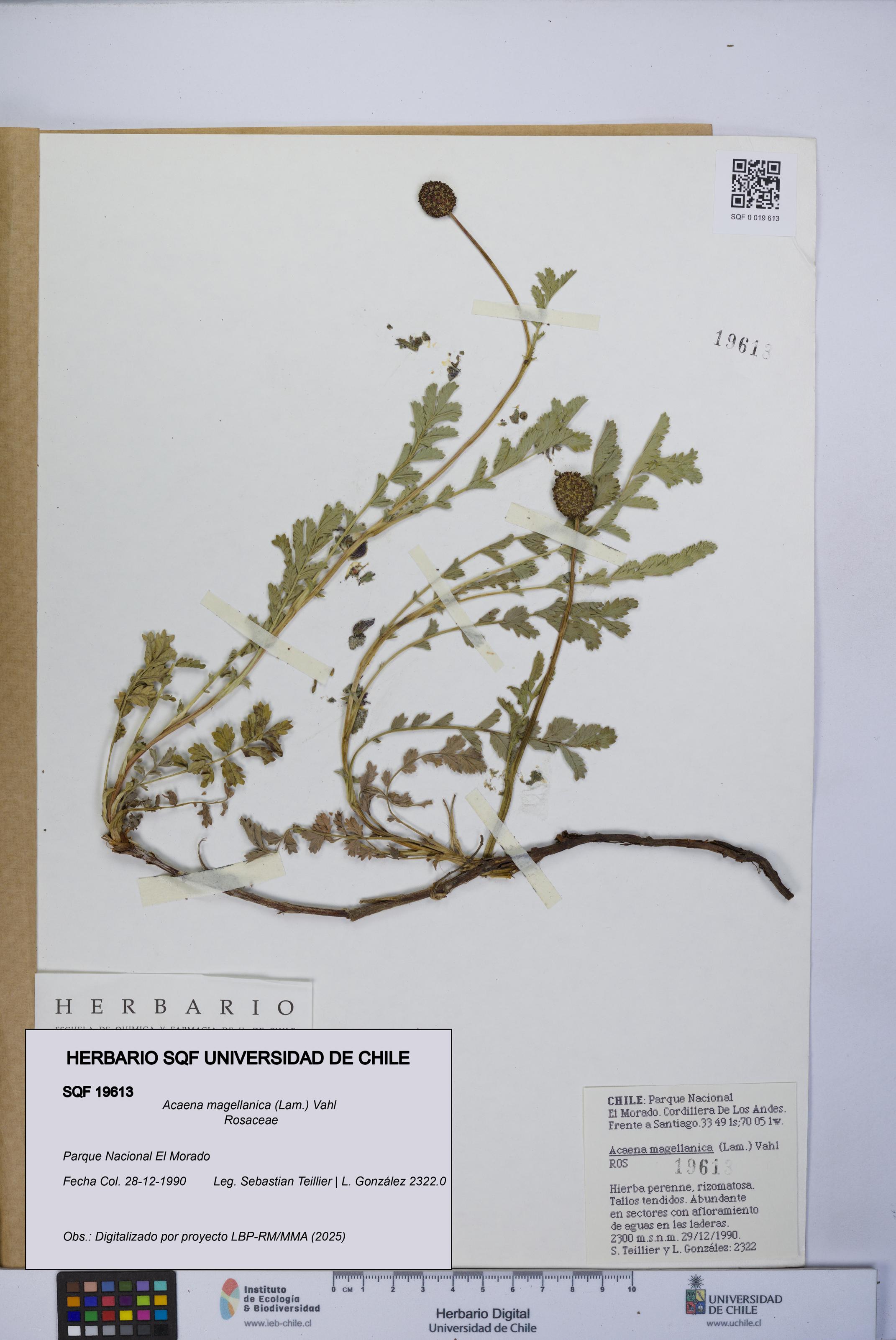 Acaena magellanica [Espécimen: UCH:SQF:0019613]