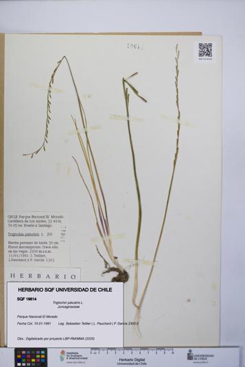 Triglochin palustris [Espécimen: UCH:SQF:0019614]