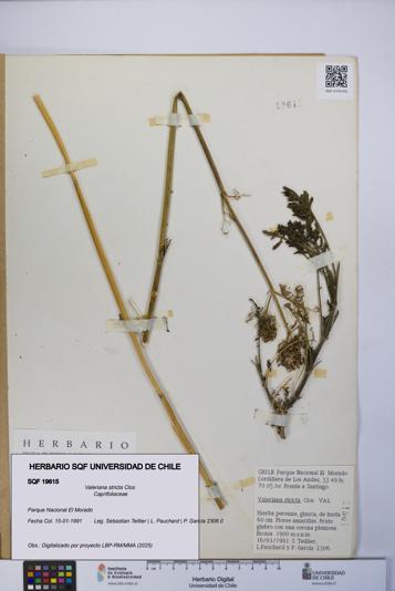 Valeriana stricta [Espécimen: UCH:SQF:0019615]