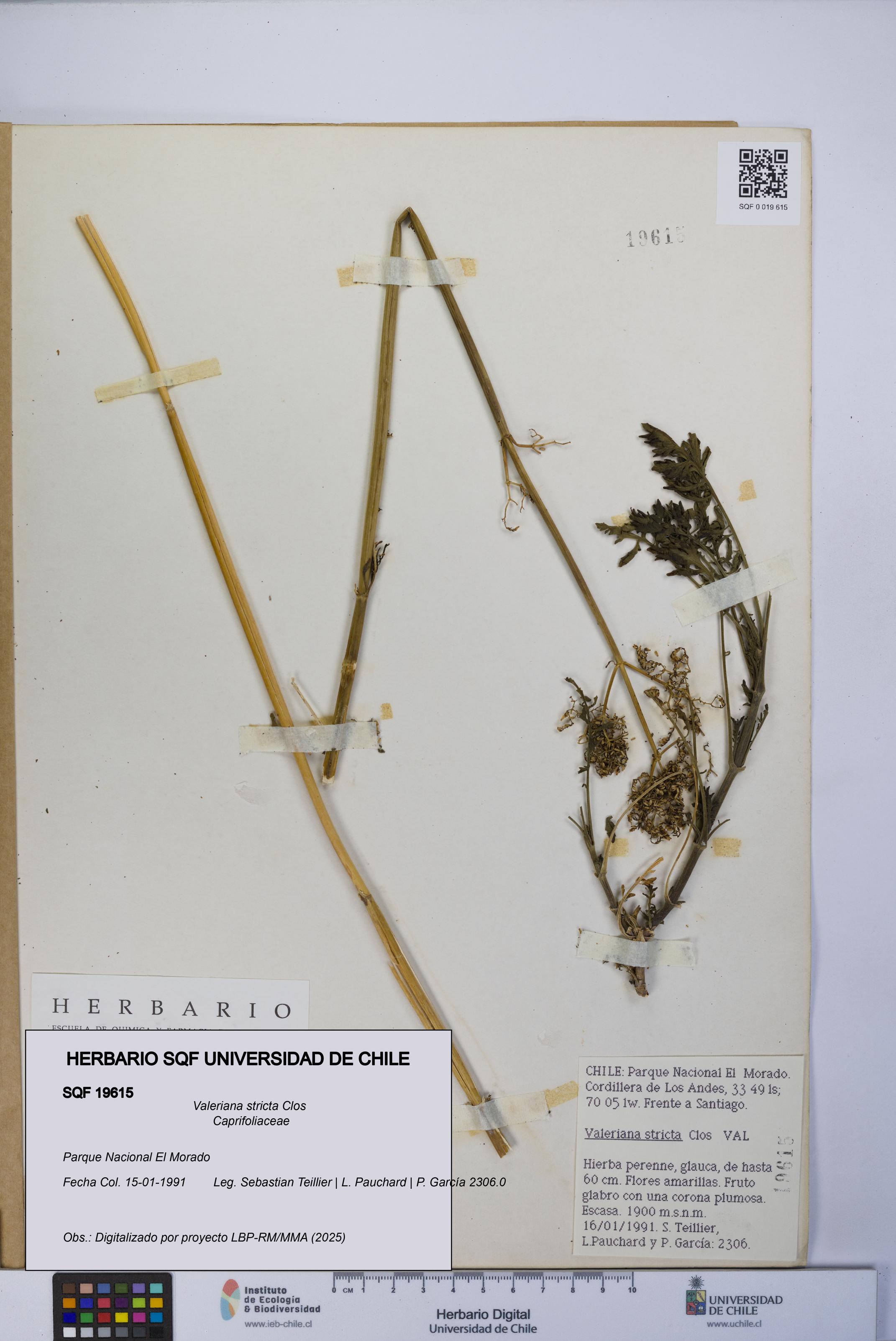 Valeriana stricta [Espécimen: UCH:SQF:0019615]