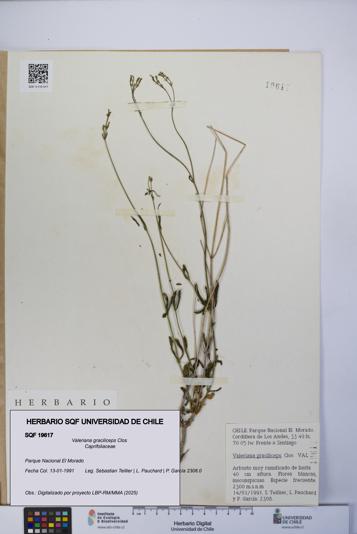 Valeriana graciliceps [Espécimen: UCH:SQF:0019617]