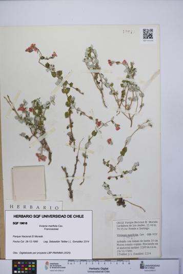 Viviania marifolia [Espécimen: UCH:SQF:0019618]