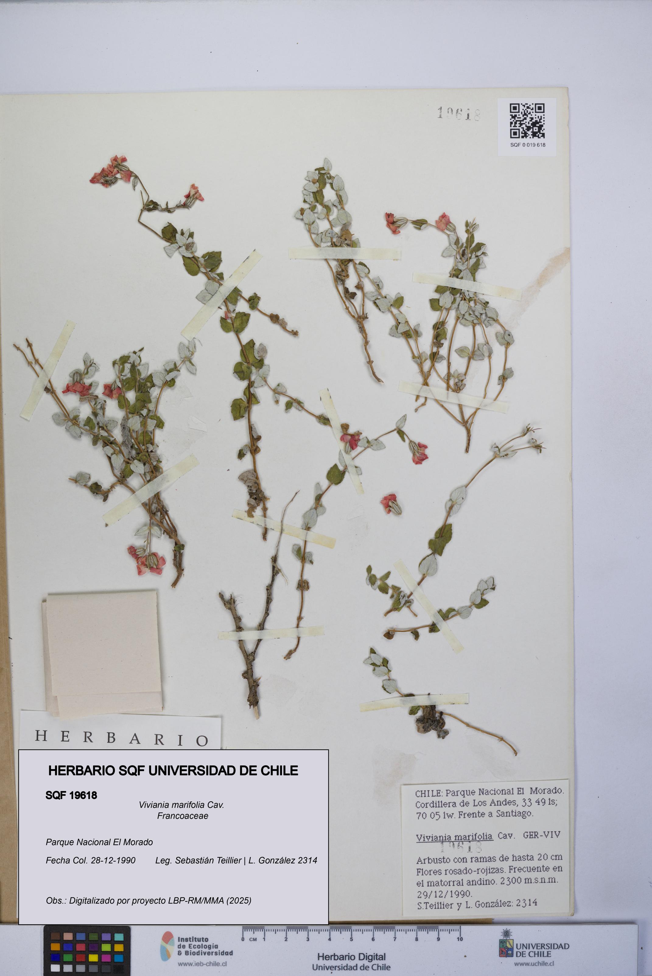 Viviania marifolia [Espécimen: UCH:SQF:0019618]