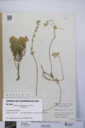 Balbisia gracilis [Espécimen: UCH:SQF:0019619]