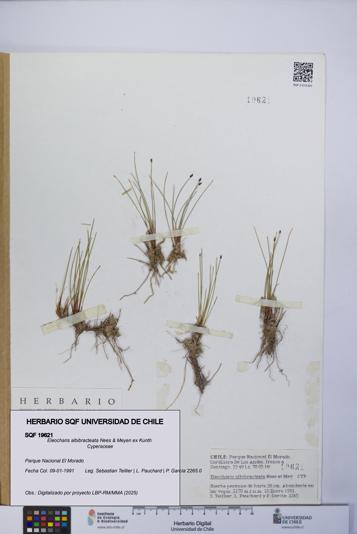 Eleocharis albibracteata [Espécimen: UCH:SQF:0019621]