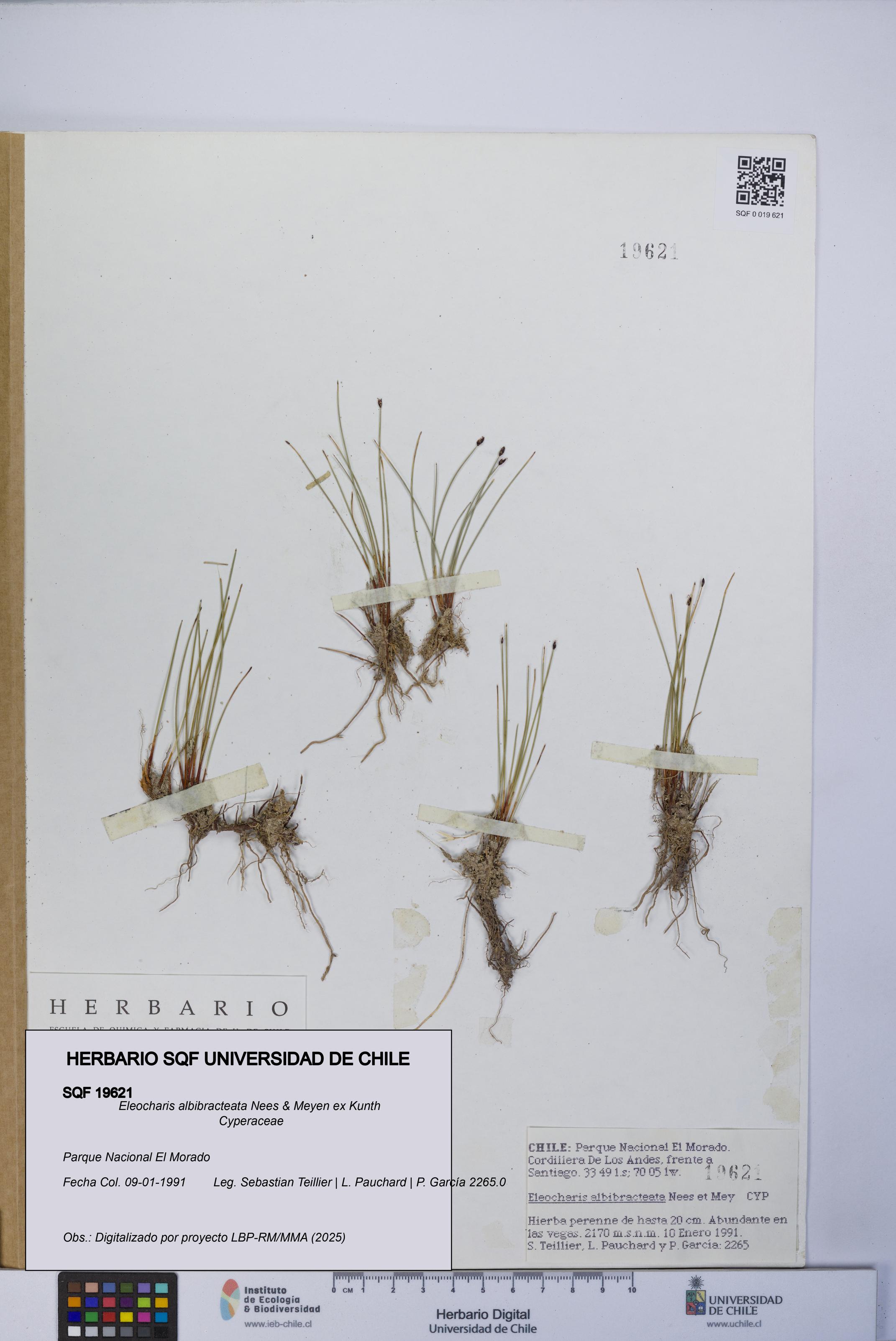 Eleocharis albibracteata [Espécimen: UCH:SQF:0019621]