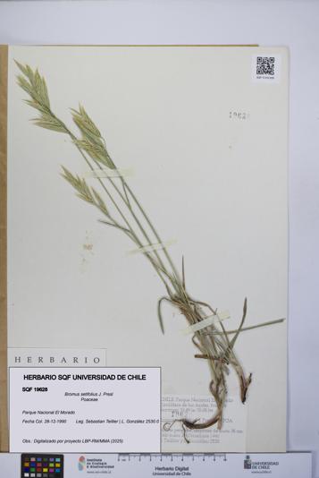 Bromus setifolius [Espécimen: UCH:SQF:0019628]