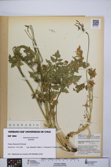 Osmorhiza berteroi [Espécimen: UCH:SQF:0019634]