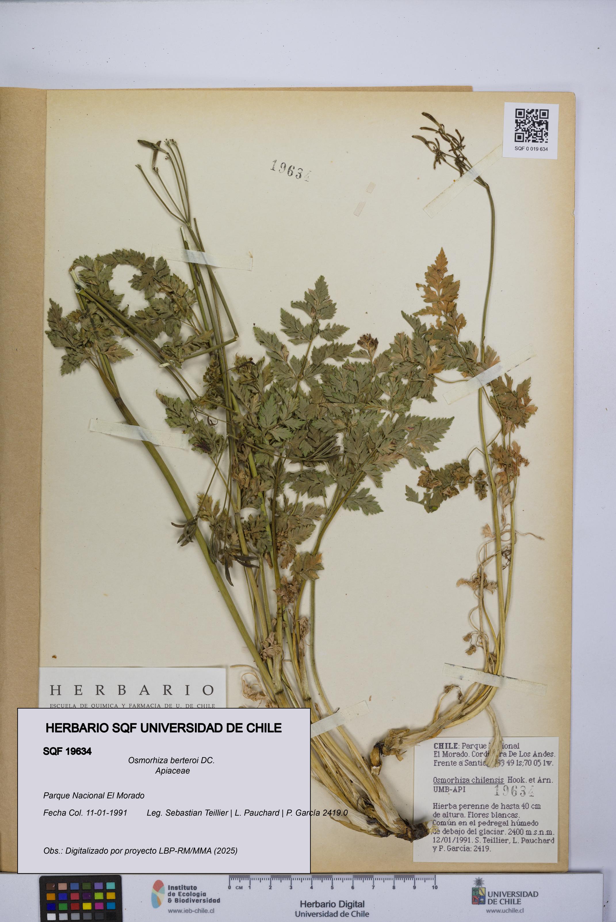 Osmorhiza berteroi [Espécimen: UCH:SQF:0019634]